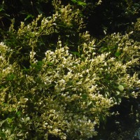 Poranopsis paniculata (Roxb.) Roberty